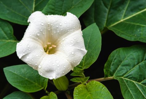 datura